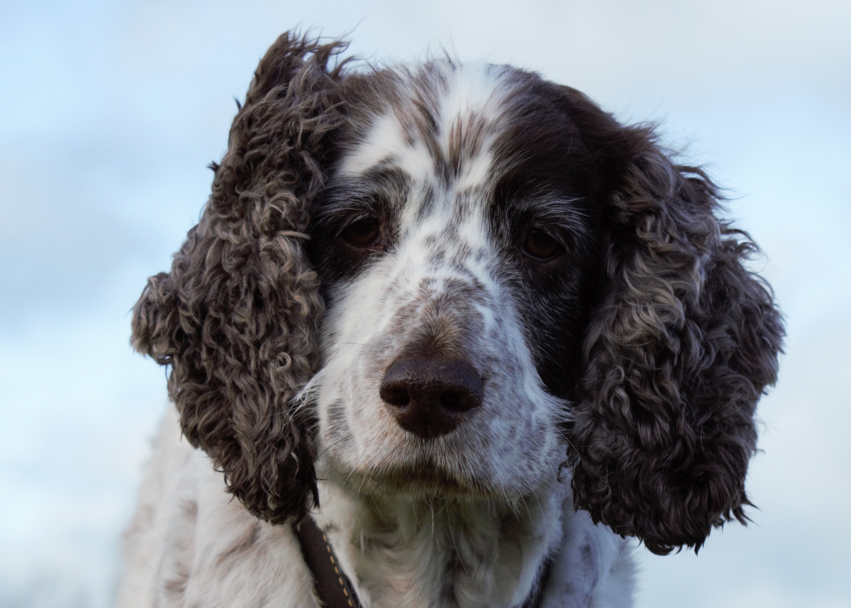 DSC_0668 Bas head close up