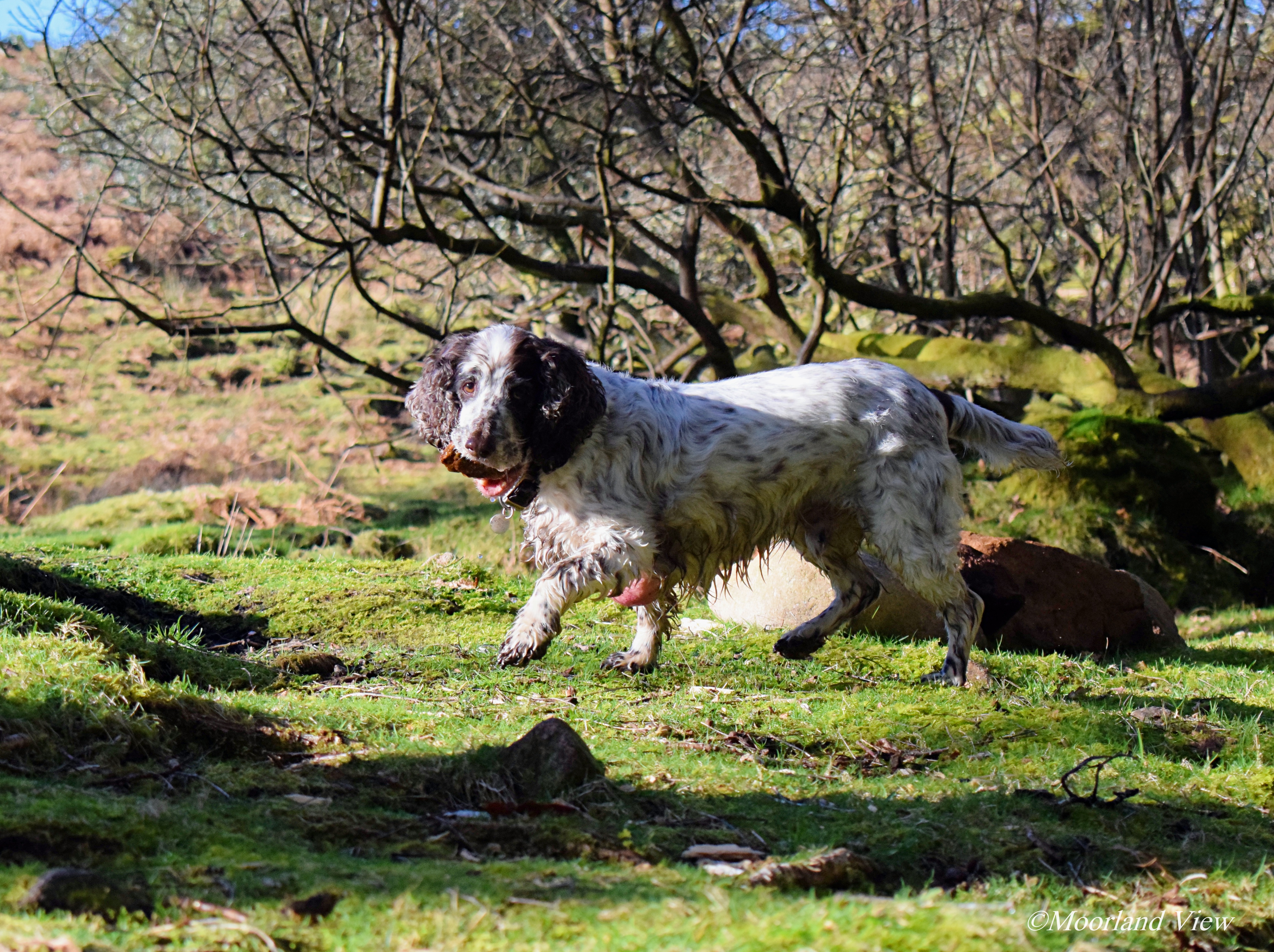DSC_0920 owly stone in mouth