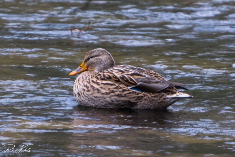 duck-3753