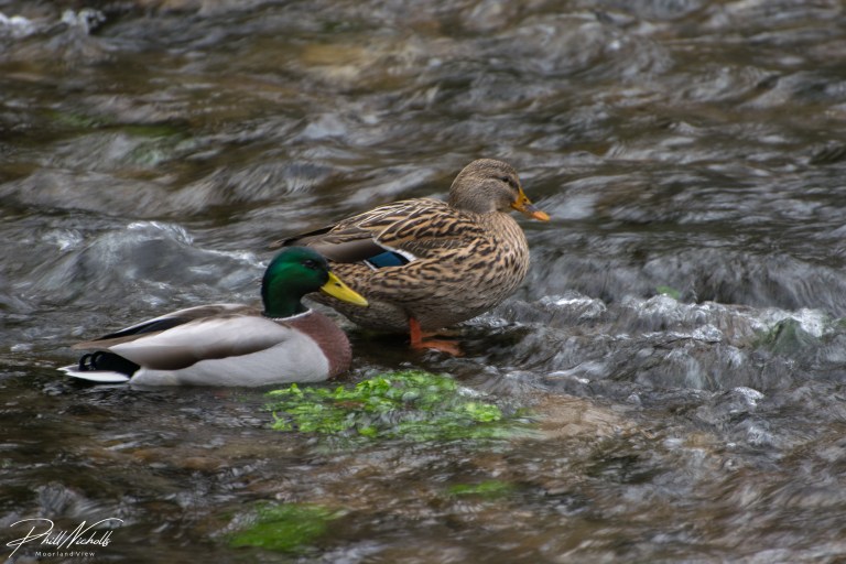 duck couple-3766