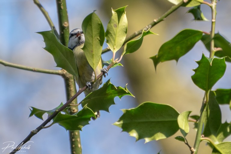 River Plym Blue Tit