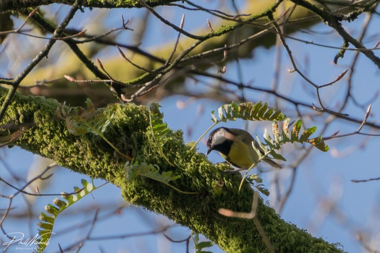 River Plym Great Tit 2