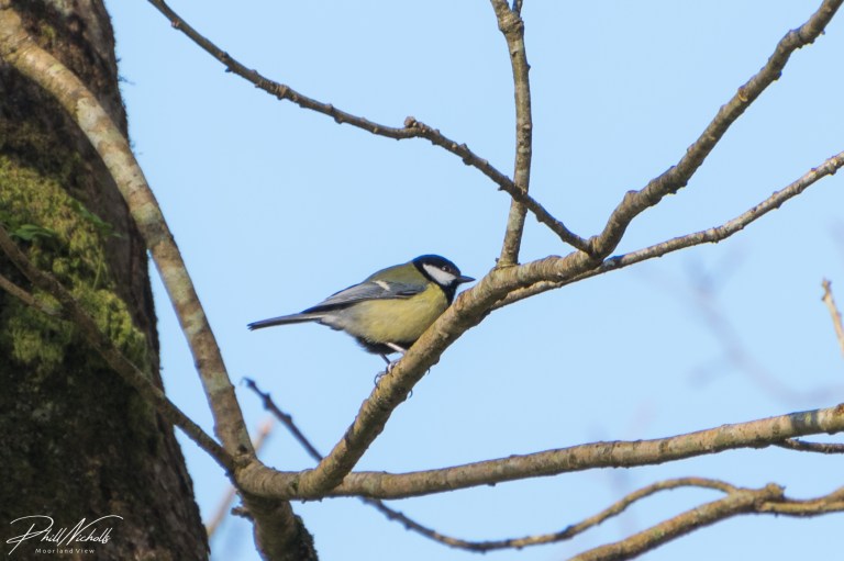 River Plym Great Tit