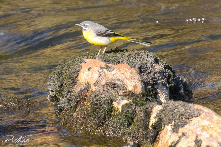 River Plym Grey Wagtail 2