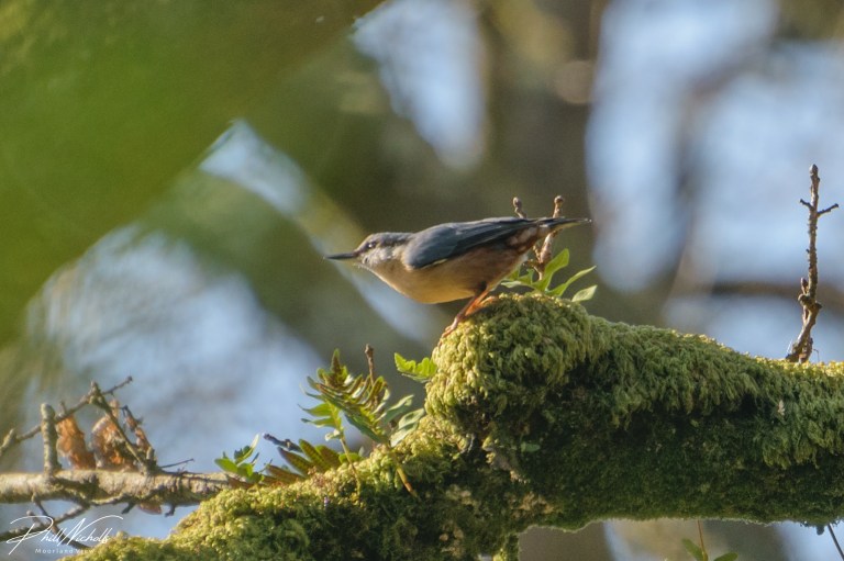 River Plym Nuthatch 2