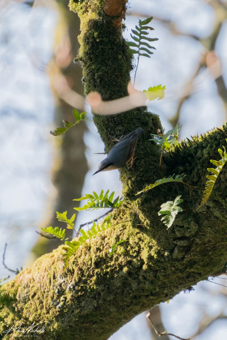 River Plym Nuthatch