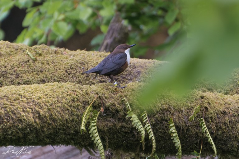 Dipper1