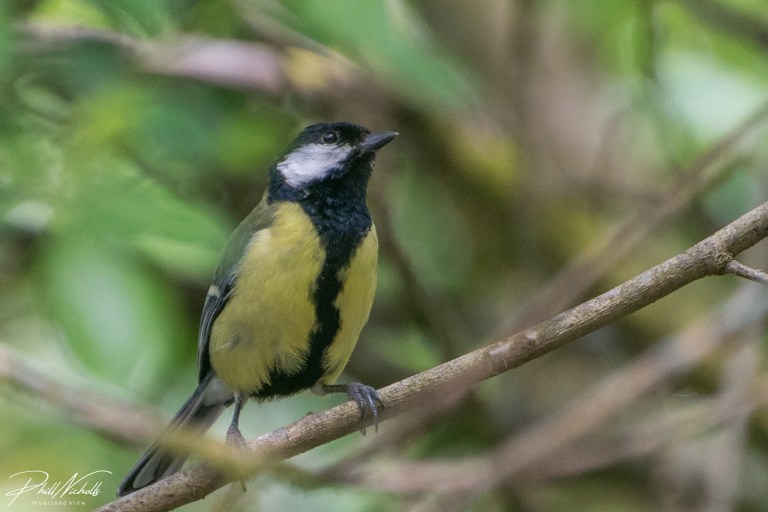 Great Tit