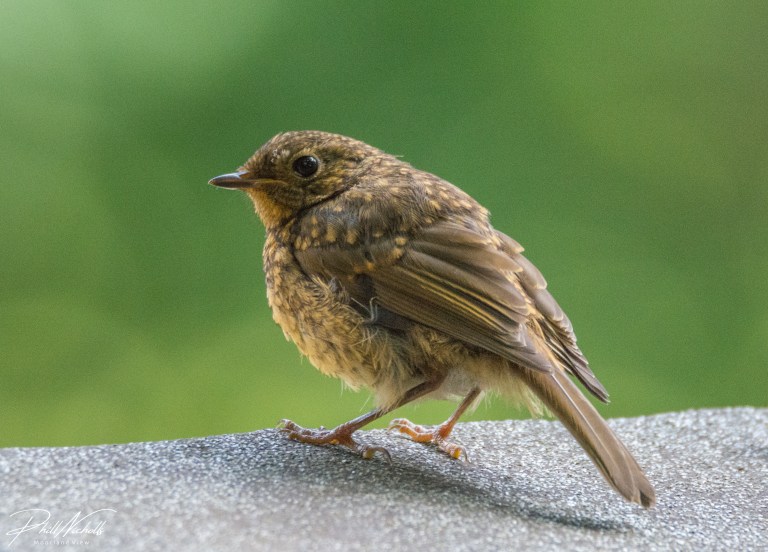 Baby Robin 1