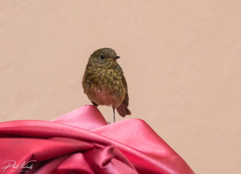 Baby Robin 6