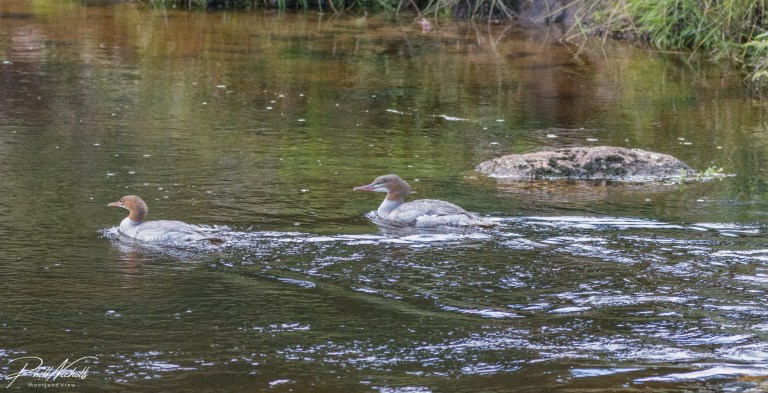 Great Crested Grebe