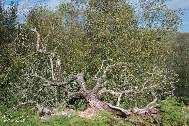 Venford Dead tree