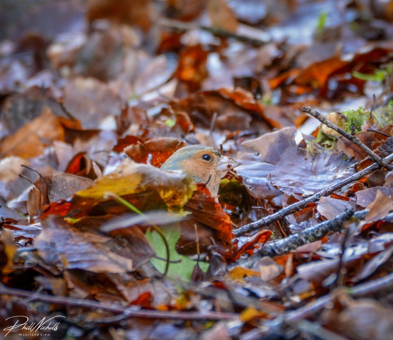 Burrator Waterfall chaffinch 2 (1 of 1)