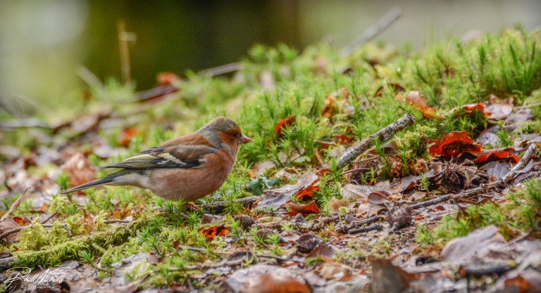 Burrator Waterfall chaffinch 3 (1 of 1)
