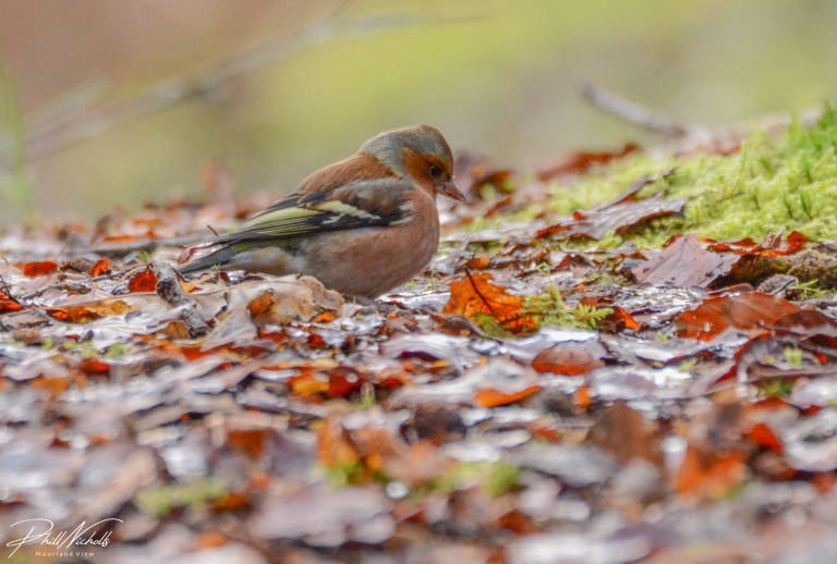 Burrator Waterfall chaffinch 4 (1 of 1)