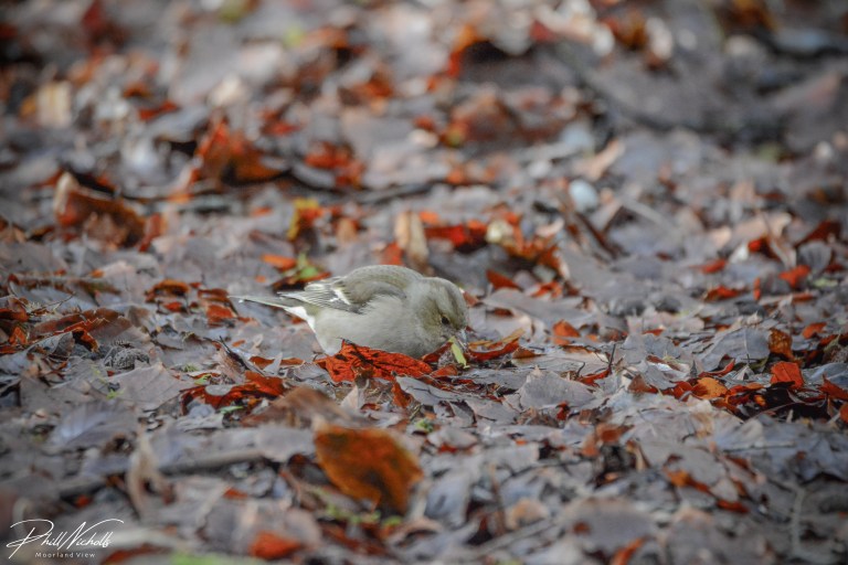Burrator Waterfall chaffinch 5 (1 of 1)