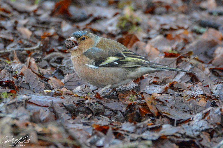 Burrator Waterfall chaffinch 6 (1 of 1)