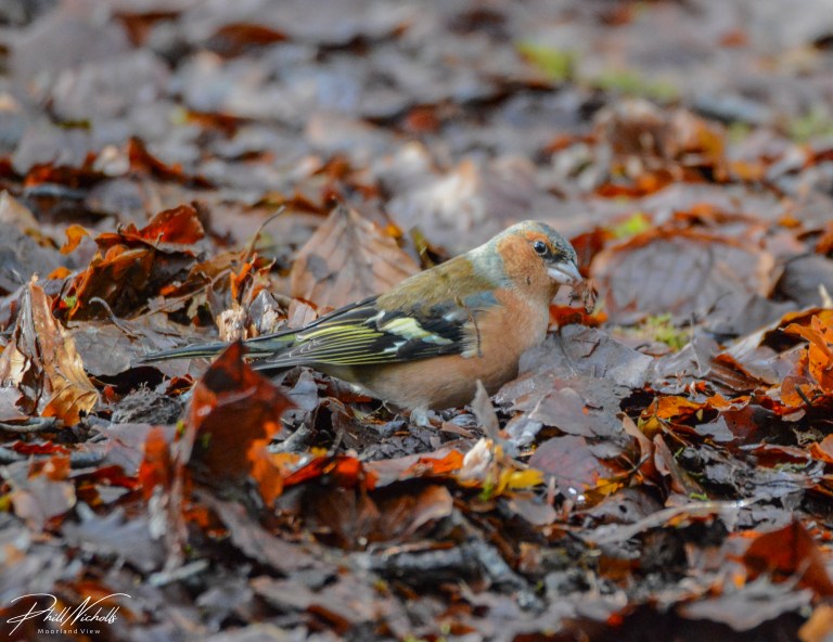 Burrator Waterfall chaffinch 7 (1 of 1)