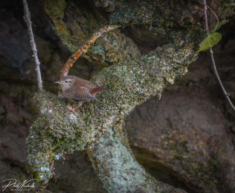 Burrator Waterfall Wren-0399