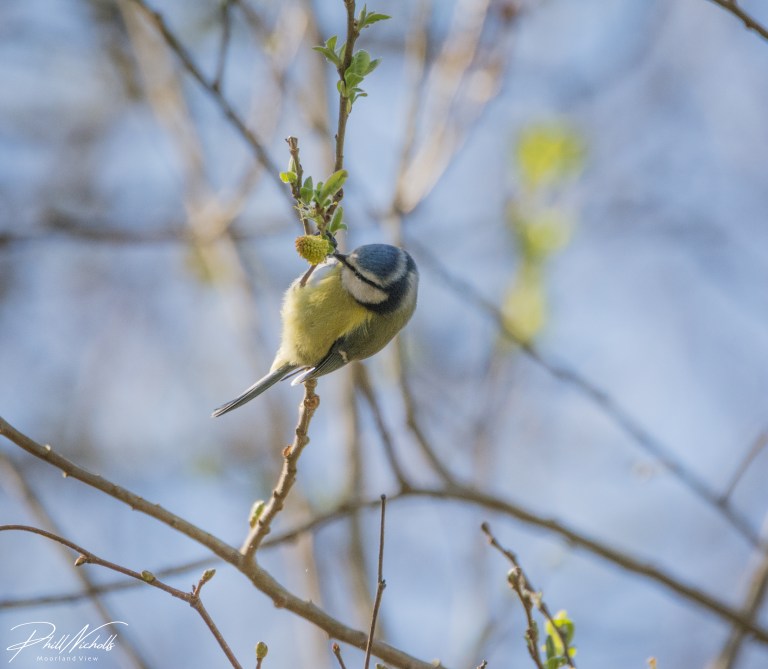 Blue Tit 070420 (1 of 1)