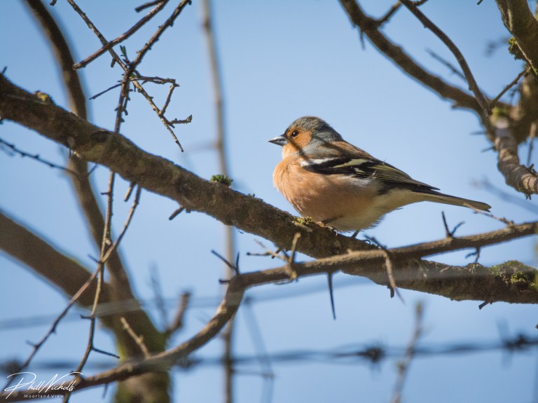 Chaffinch (1 of 1)