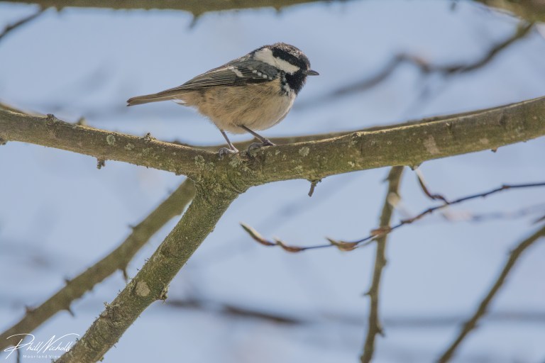 Coal Tit 070402020 (1 of 1)