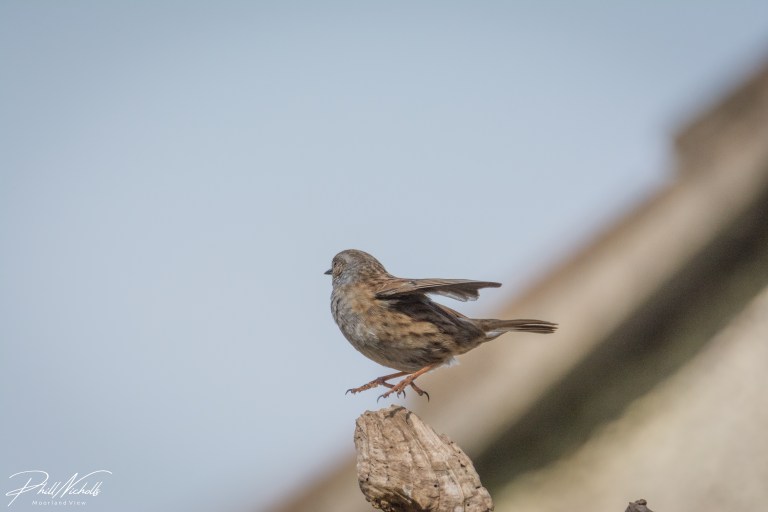 Dunnock 03 (1 of 1)