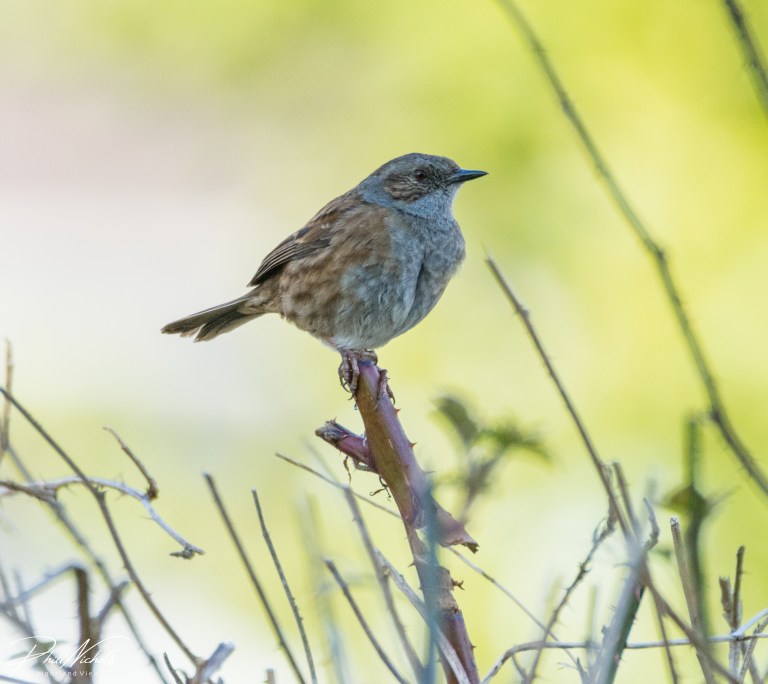 Dunnock 05 (1 of 1)
