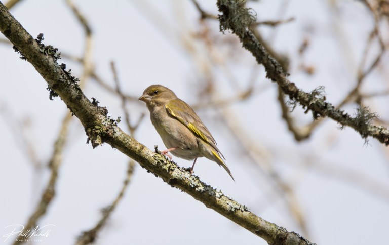 Greenfinch 2 (1 of 1)