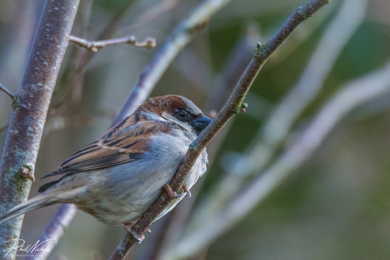 House sparrow 07 (1 of 1)