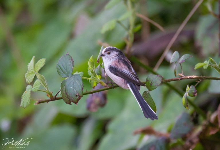 Long Tailed Tit 070402020 No2 (1 of 1)
