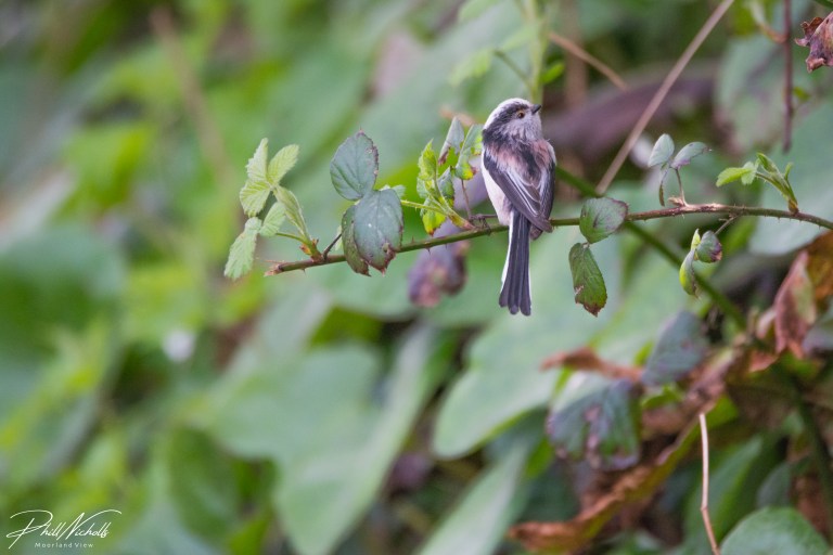 Long Tailed Tit 070402020 No3 (1 of 1)