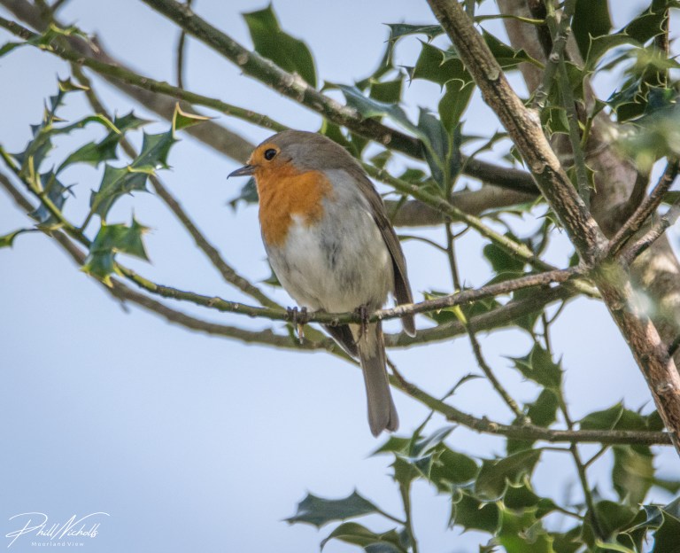 Robin 070402020 No1 (1 of 1)