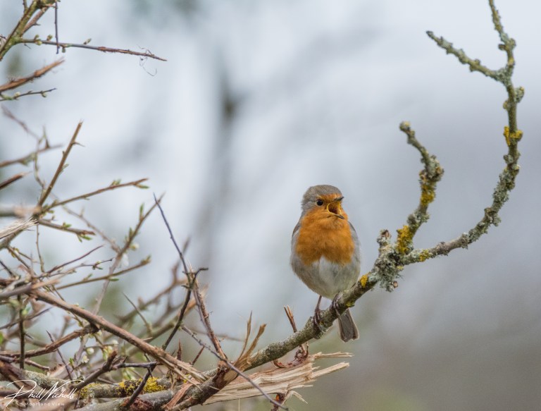 Robin 070420 2 (1 of 1)