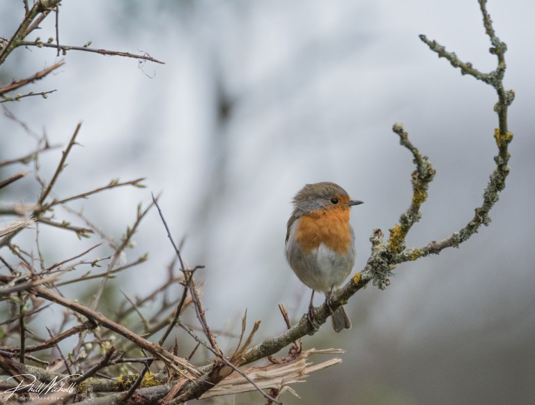 Robin 070420 3 (1 of 1)