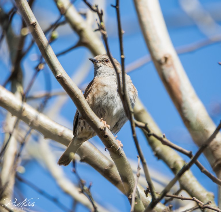 Song thrush 01 (1 of 1)