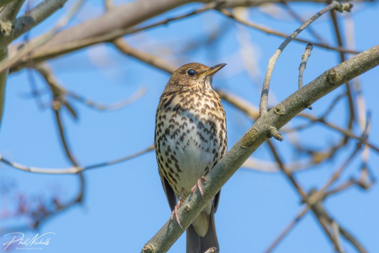 Song thrush 02 (1 of 1)