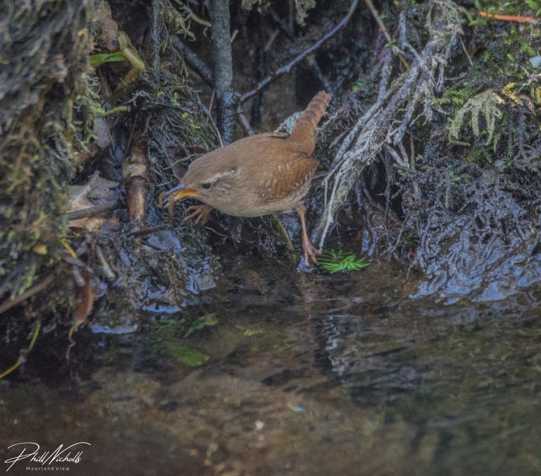 Wren 03 (1 of 1)